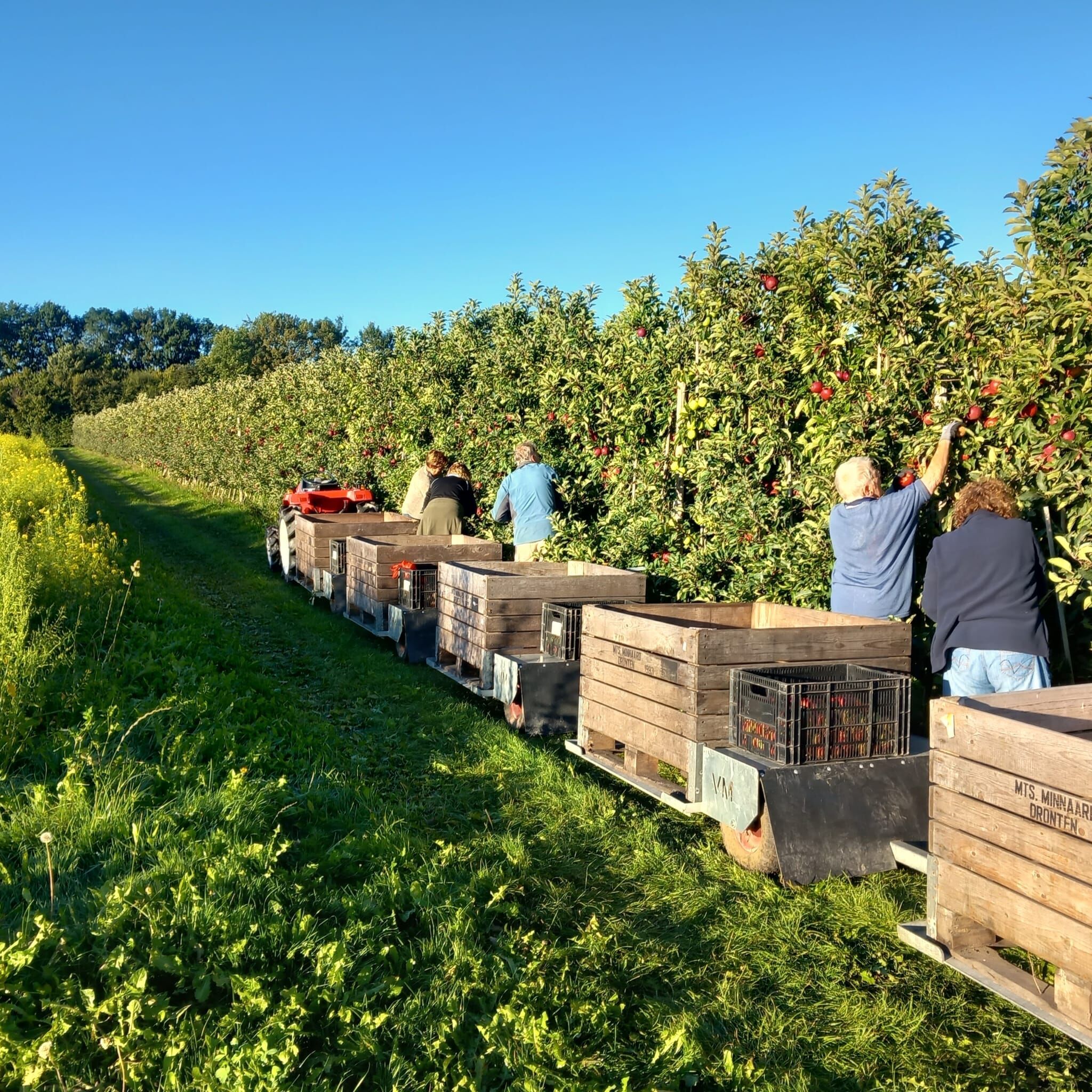 Kom fruit plukken in september met De Pensionado's