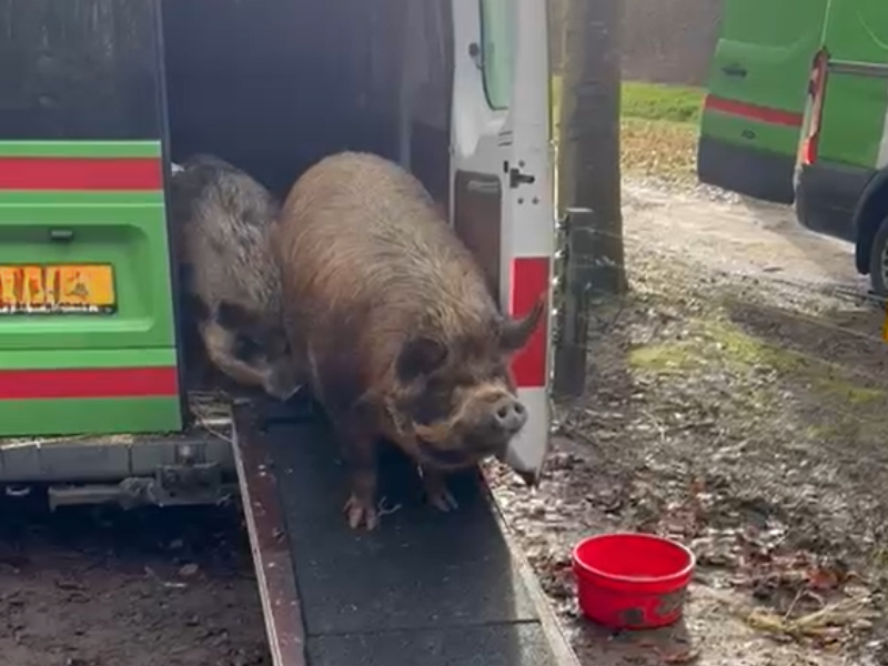 Nieuwe kans voor drie gedumpte biggen