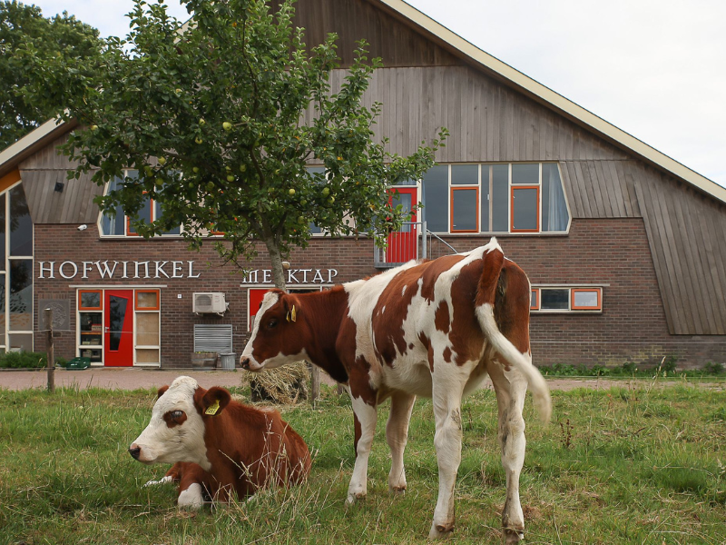 Koeien in de weide voor de Hofwinkel 