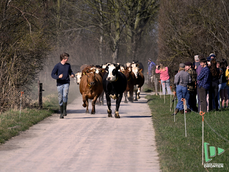 20250307 koeien warmonderhof 3