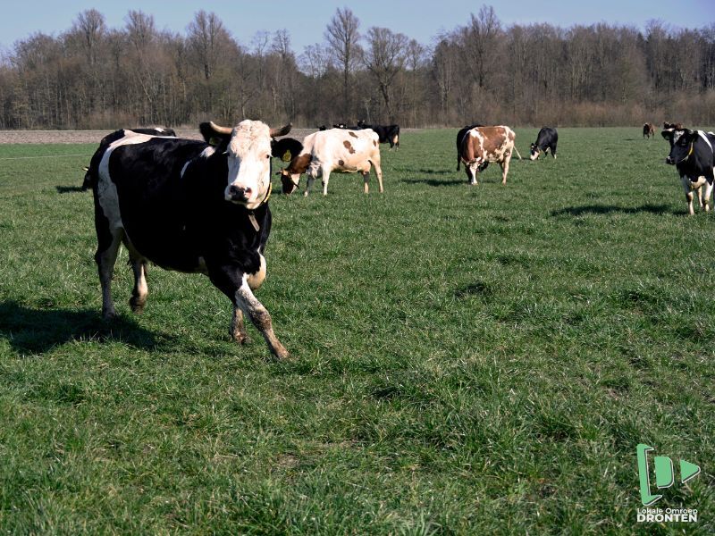 Voorjaarsfeest op Warmonderhof – Koeien dansen de weide in!