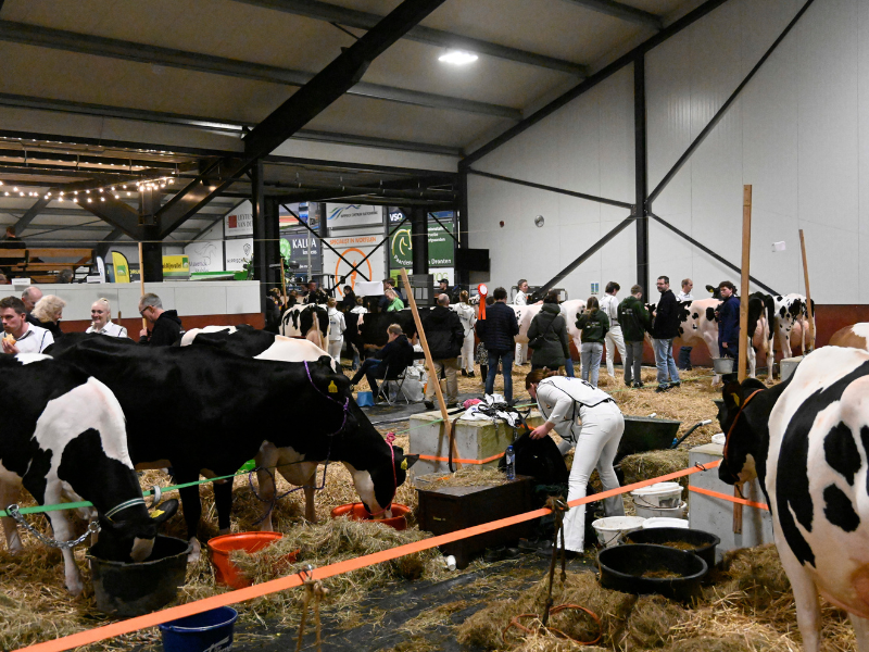 Grote opkomst bij provinciale koeienkeuring in Dronten