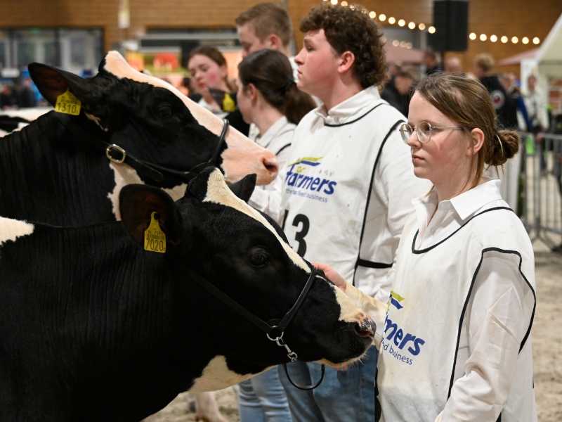 20250304 koeienkeuring 3