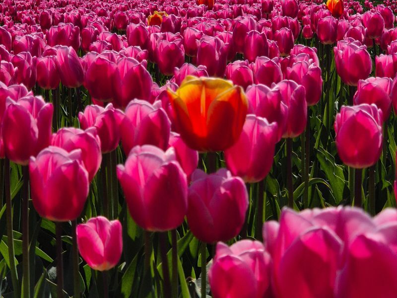 Tulpenveld bij Dronten