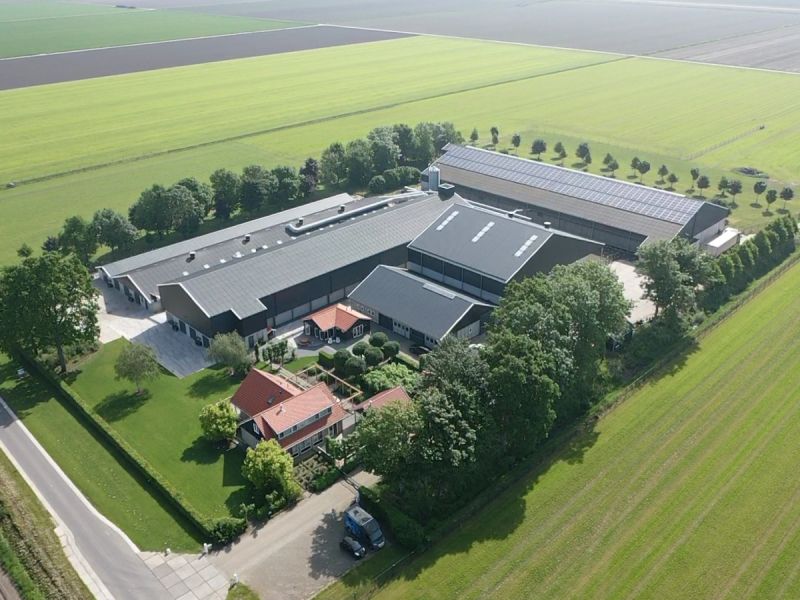 Vogelgriep blijft sluimeren: pluimveehouders leven tussen hoop en vrees
