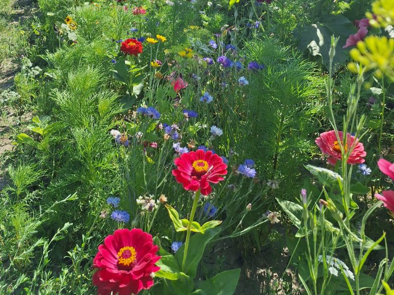 Pluktuin Farmflower in Dronten geopend voor bezoekers