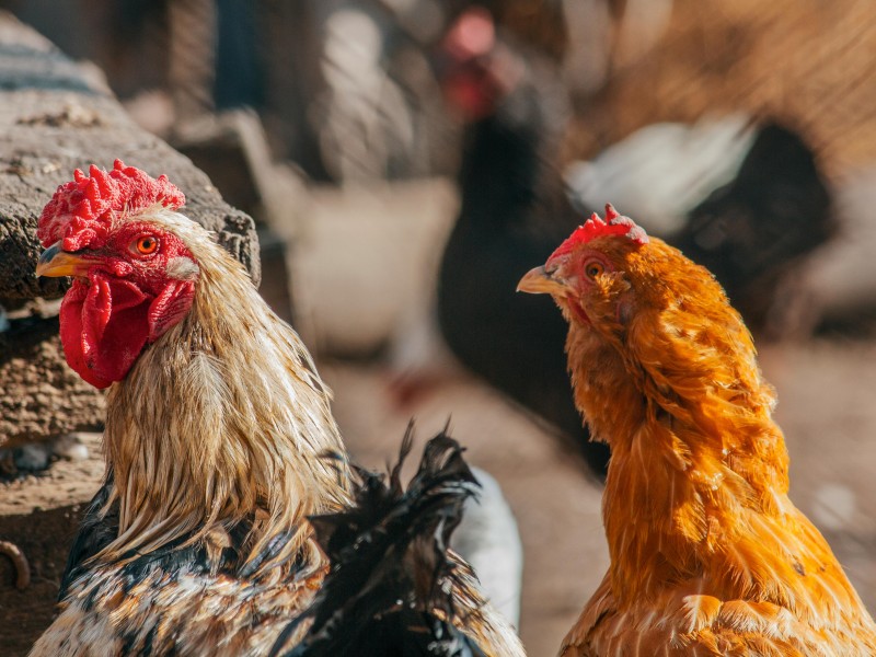 Vogelgriep in Swifterbant: duizenden kippen geruimd