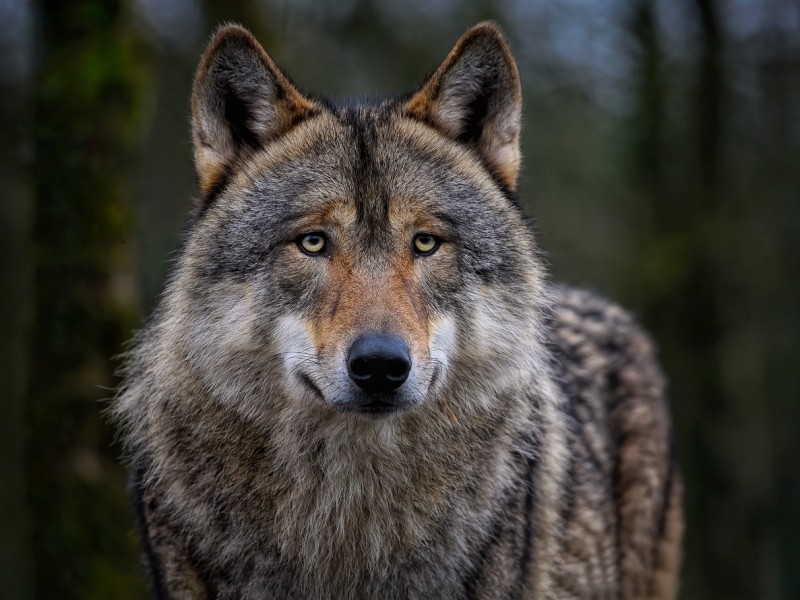 Wat is de stand van zaken  rond de wolf in Flevoland?