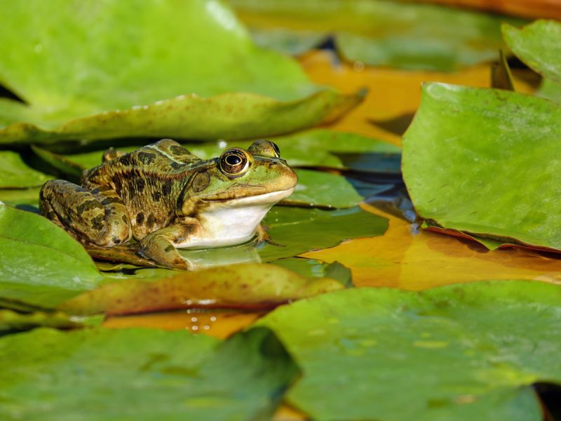 Openbare avond over natuur dicht bij huis in Flevoland